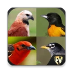 birds encyclopedia offline app android application logo